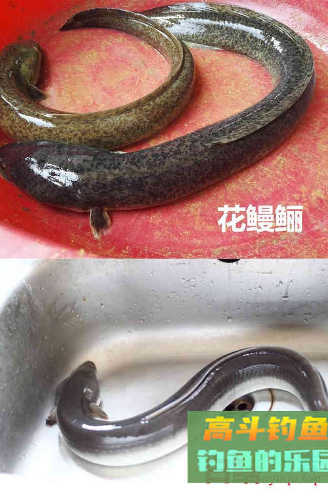不要把这几种鱼弄错，和保护鱼种区别很小，避免惹麻烦