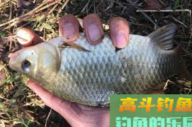 说了你可别不信,这鲫鱼钓法百试不爽 说了你可别不信,这鲫鱼钓法百试不爽