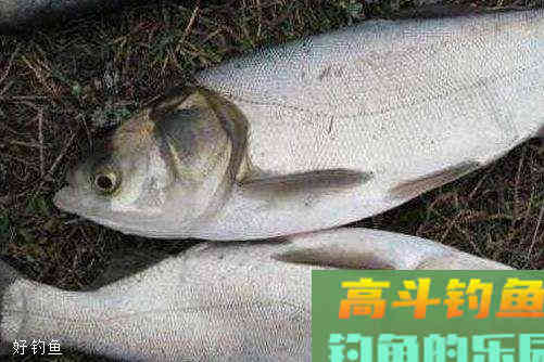 夏季野钓鲢鳙，熟悉这6点只会让你连竿不断