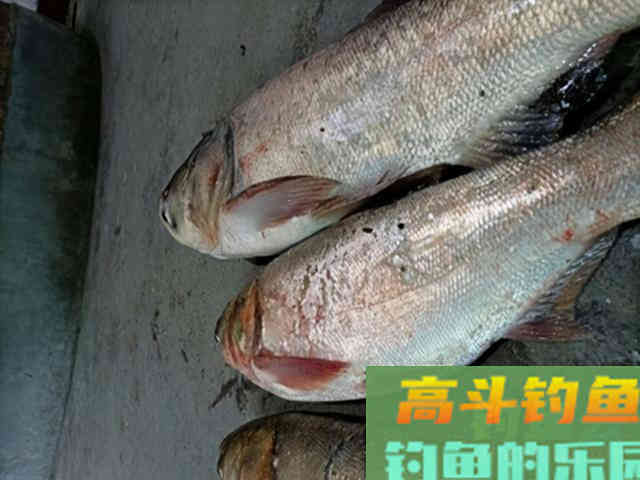 夏季钓鲢鳙总是锚鱼，老钓友告诉你问题出哪里