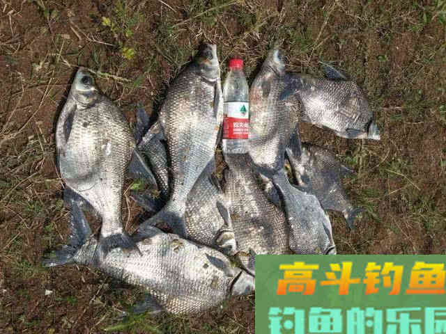 鳊鱼嘴馋属于傻鱼,分享一种特效饵和三种钓法 鳊鱼嘴馋属于傻鱼,分享一种特效饵和三种钓法