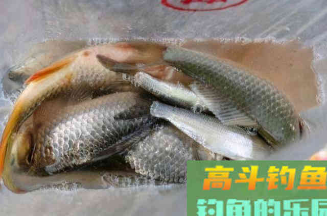 大鲫鱼怎么也不上钩？那是你没用这3招