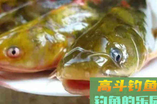 黄颡鱼最新颖的钓法，每次钓完还想钓特过瘾