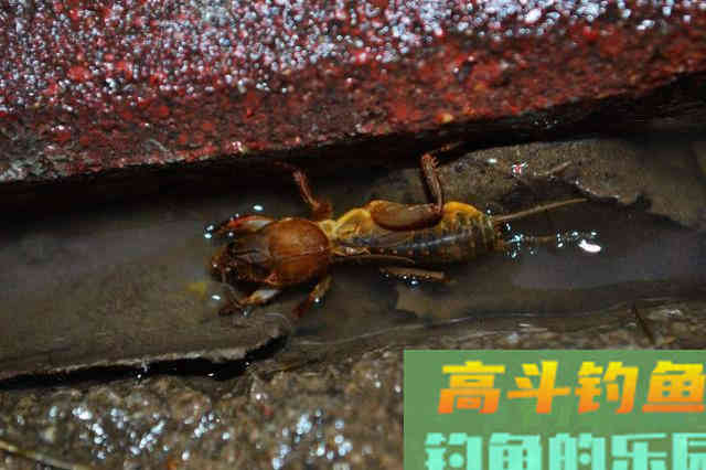 钓鲶鱼的四种动物荤饵,的实用技巧 钓鲶鱼的四种动物荤饵,的实用技巧