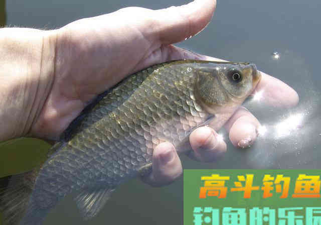 冬季水温低鲫鱼难钓，学会3逗钓技巧野钓鲫鱼