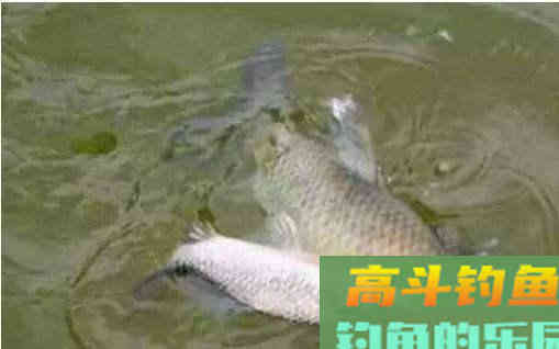 野钓大水面时,当这几种漂相出现时,必是草鱼给口了 野钓大水面时,当这几种漂相出现时,必是草鱼给口了