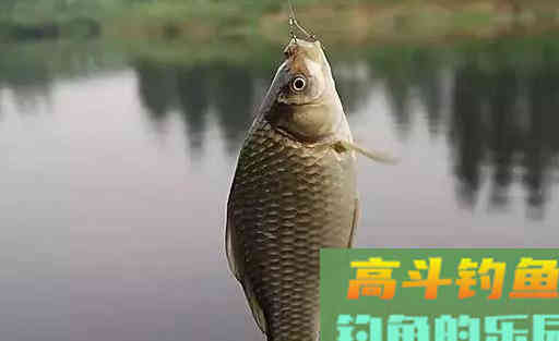 野钓大鲫鱼,这样抓口,有口就上鱼 野钓大鲫鱼,这样抓口,有口就上鱼
