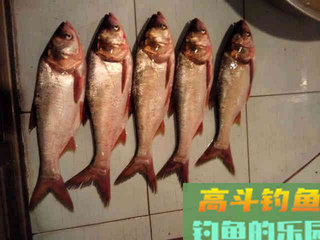 从3个方面掌握手竿钓鲢鳙的技巧，以后越钓越多