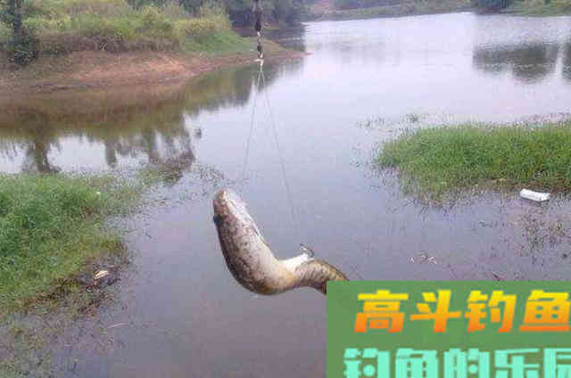 偷偷告诉你，初秋征服黑鱼就用这3招