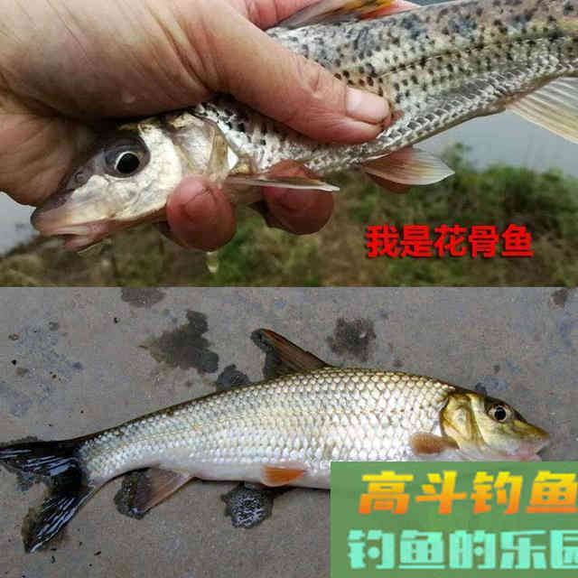 不要把这几种鱼弄错，和保护鱼种区别很小，避免惹麻烦