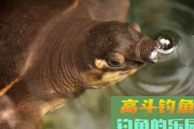 河道经常发现狡猾甲鱼露出水面，要怎么钓上岸