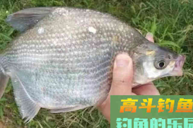 一提鳊鱼就来劲,谁料这鳊鱼钓法太强悍 一提鳊鱼就来劲,谁料这鳊鱼钓法太强悍