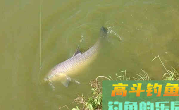 深秋时节钓青鱼，用这些老方法，渔获差不了