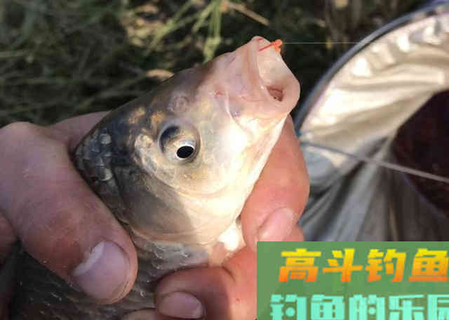 天气变冷,大板鲫都藏这三个不起眼的小地方 天气变冷,大板鲫都藏这三个不起眼的小地方