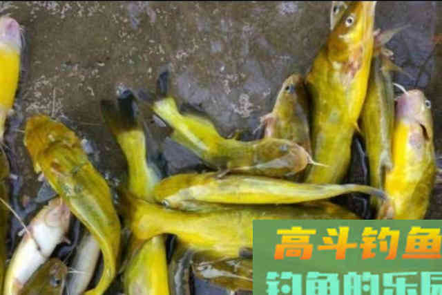 头一次用这黄骨鱼钓法就过瘾