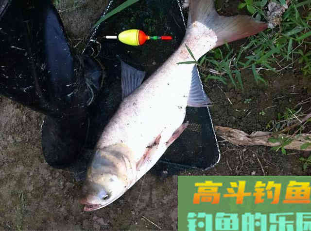 五至八度的冬天,到底还能不能钓到鲢鳙 五至八度的冬天,到底还能不能钓到鲢鳙