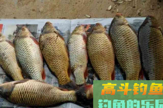 秋钓鲤鱼别整天用手竿了,换用这新型钓法霸气 秋钓鲤鱼别整天用手竿了,换用这新型钓法霸气