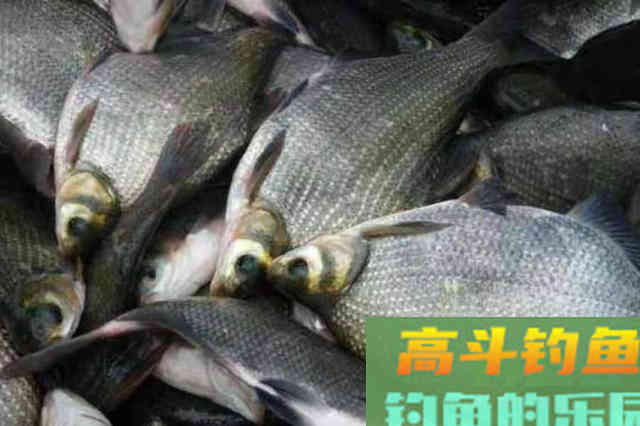 鳊鱼越大就越不上钩？殊不知换用这套路