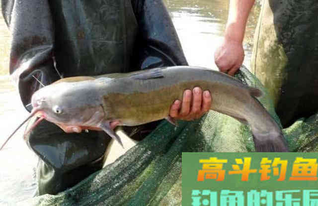 美国的叉尾鮰该如何垂钓?是否对本地鱼种构成威胁 美国的叉尾鮰该如何垂钓?是否对本地鱼种构成威胁
