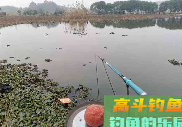 如何在藕塘钓鲫鱼？结合生活规律，谈选位与做窝