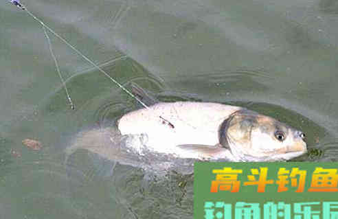 钓鲢鱼,钓深要几米才合适 钓鲢鱼,钓深要几米才合适