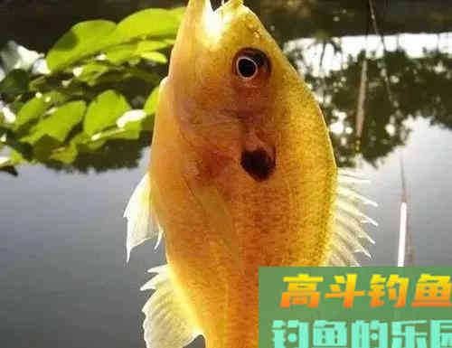 两小时钓80多条！小太阳鱼在北方多地泛滥