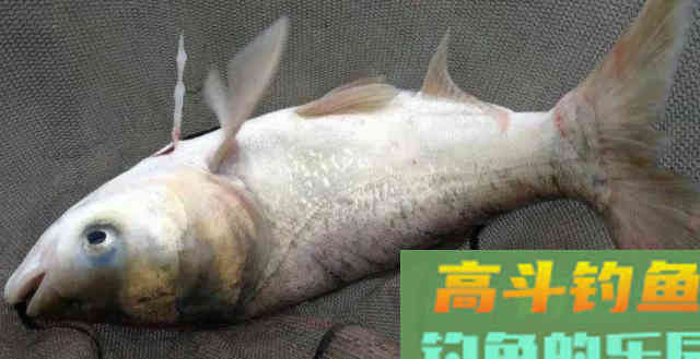 鲢鳙好不好钓？答案：好钓