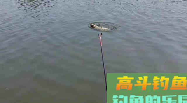钓鲢鳙遭遇白条闹窝怎么办 钓鲢鳙遭遇白条闹窝怎么办