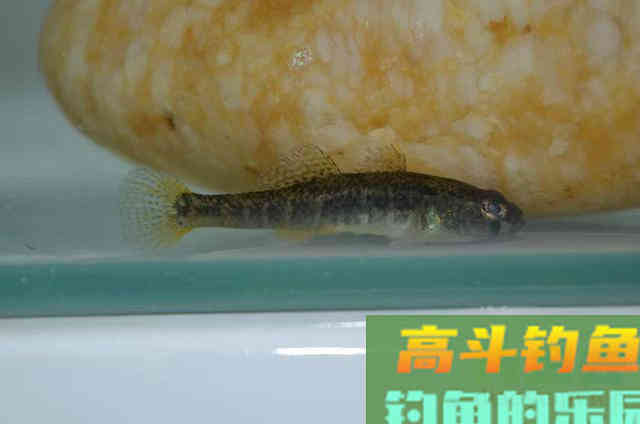 我们叫它沙鸡，但想钓它却很难，如何钓沙塘鳢
