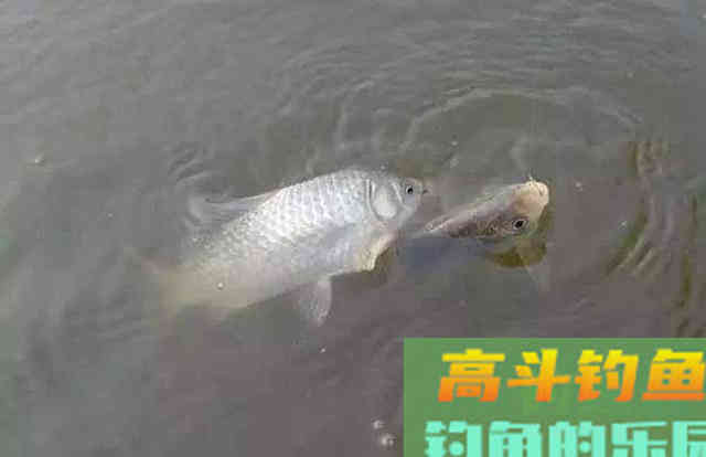当这些迹象出现,说明鲫鱼进窝了 当这些迹象出现,说明鲫鱼进窝了