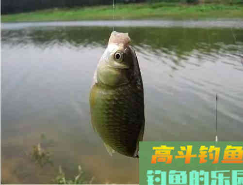 钓鲫鱼碰到大鱼吃钩怎么办？鱼竿、线组、鱼钩要搭配好