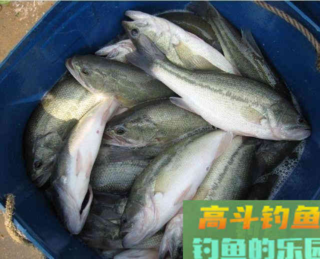 学会这几个钓鲈鱼技巧，每次出钓让你从不空手而归