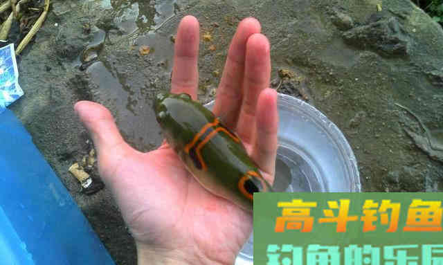 俗话说不吃河豚,不知鱼之鲜,这鱼该如何垂钓? 俗话说不吃河豚,不知鱼之鲜,这鱼该如何垂钓?
