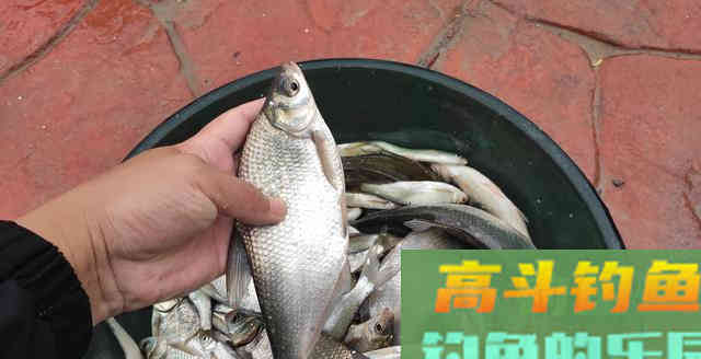 野钓鳊鱼时诱鱼方式,钓法选用,饵料搭配这三要素的作用 野钓鳊鱼时诱鱼方式,钓法选用,饵料搭配这三要素的作用