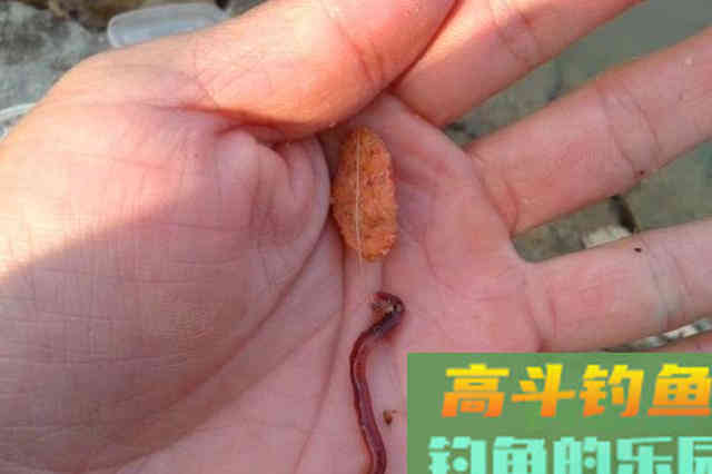 冬天冷,上鱼慢,果断换用这2套钓法,大板鲫连竿 冬天冷,上鱼慢,果断换用这2套钓法,大板鲫连竿