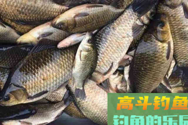 立秋后,板鲫就按我说的钓,包你满意 立秋后,板鲫就按我说的钓,包你满意