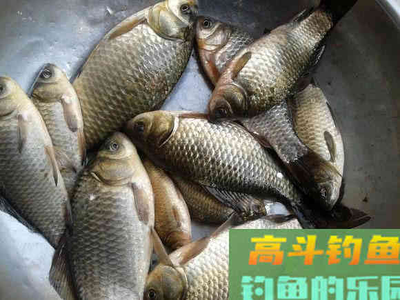 野河沟里钓野生鲫鱼,吃起来却有股煤油味是为什么 野河沟里钓野生鲫鱼,吃起来却有股煤油味是为什么