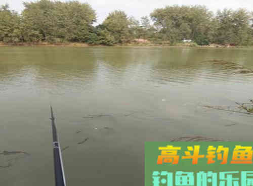 老钓友解析秋季野钓罗非鱼的4技巧，南方秋季钓罗非鱼