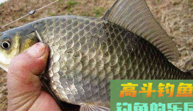 这些钓法看着土，但是论钓鲫鱼的效果，却一点也不含糊