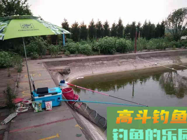 混合塘中直取鲤鱼，这4点尤其要注意