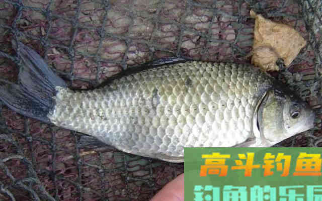 鲫鱼无口,多半不是饵的事,而是逗钓不到位 鲫鱼无口,多半不是饵的事,而是逗钓不到位