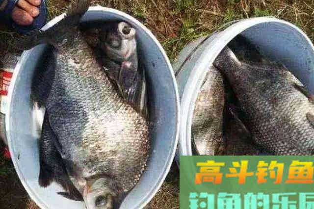 入秋后，鳊鱼不好钓？就照我说的方法调整