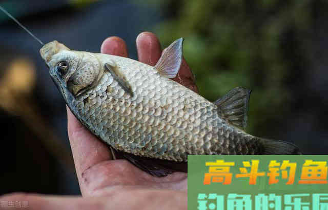 冬钓鲫鱼:这3点太过重要