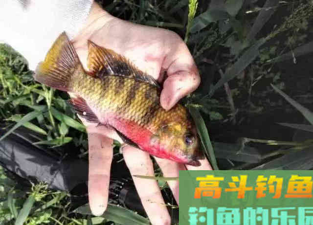 罗非鱼爱谈恋爱,钓鱼人利用此特性,将其一窝端 罗非鱼爱谈恋爱,钓鱼人利用此特性,将其一窝端