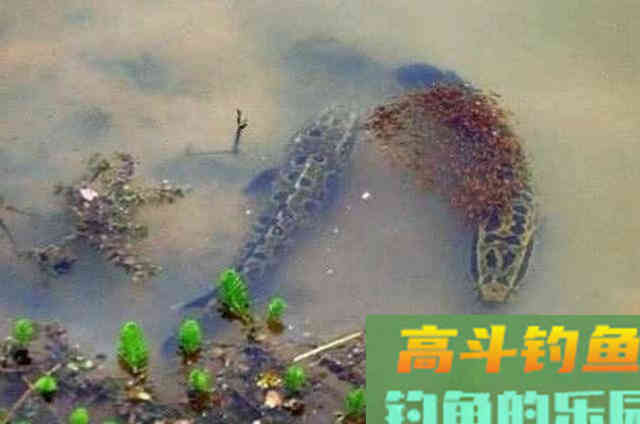 秋分一过，我就这样征服大黑鱼