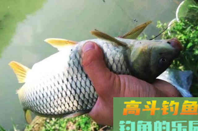 怪不得老钓手偷偷摸摸，原来有了这鲤鱼钓法