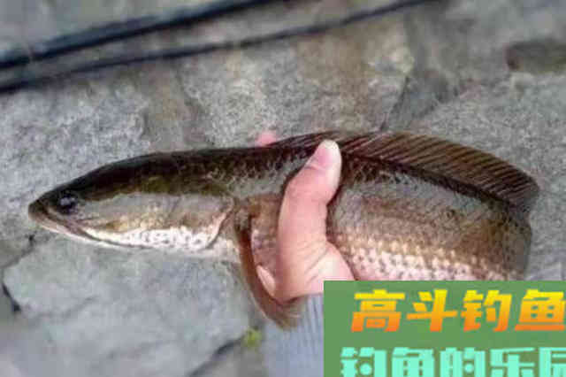 只要我有这特色钓法，黑鱼抢着咬钩
