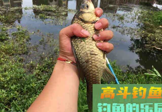 一进入夏季，鲫鱼就越钓越小，大板鲫呢