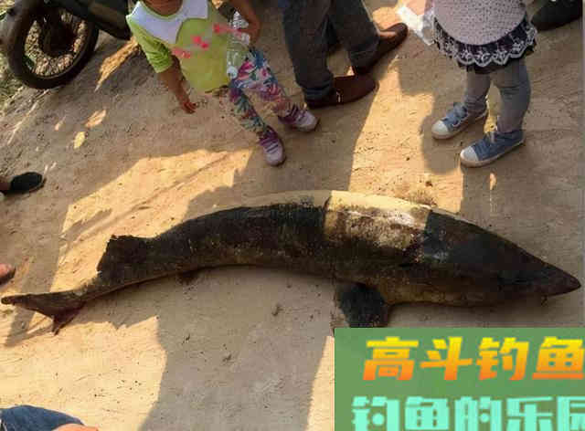 钓鲟鱼之前,你得搞明白鲟鱼喜欢吃什么 钓鲟鱼之前,你得搞明白鲟鱼喜欢吃什么