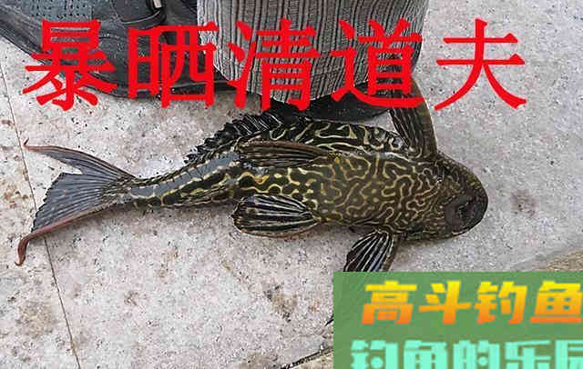 被人唾弃的清道夫，并非无一是处
